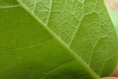 Dirca decipiens