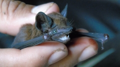 Peropteryx