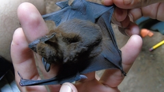 Peropteryx