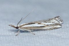Catoptria staudingeri
