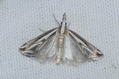 Catoptria staudingeri