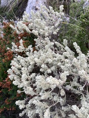 Thymelaea velutina
