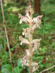 Orobanche pallidiflora