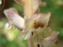 Orobanche pallidiflora