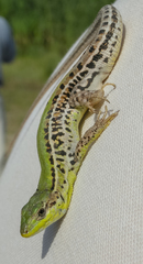 Balkan Wall Lizard photo 4