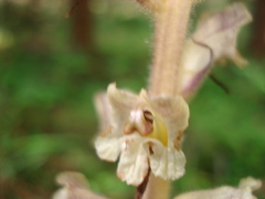 Orobanche pallidiflora