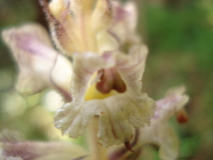 Orobanche pallidiflora