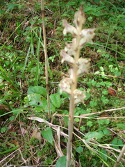 Orobanche pallidiflora