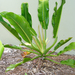 Philodendron auriculatum - Photo (c) Scott Zona, algunos derechos reservados (CC BY-NC)