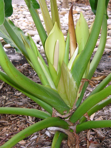 buy philodendron for water Philodendron Cordatum - Low Light Air-purifying Houseplant