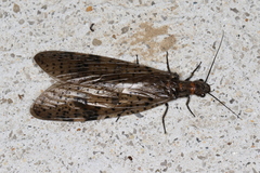 Archichauliodes guttiferus