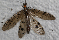 Archichauliodes guttiferus