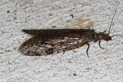 Archichauliodes guttiferus