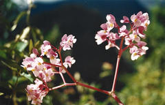 Begonia bracteosa
