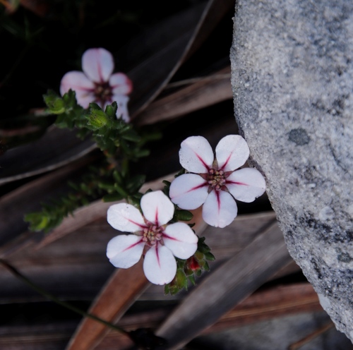 Image of Adenandra uniflora by (c) Tony Rebelo, some rights reserved (CC BY-SA)