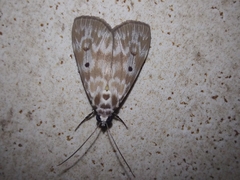 Sommeria marchalii