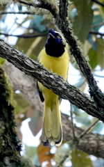 Cyanocorax yncas galeatus