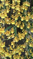 Oncidium sphacelatum