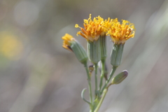 Senecio murorum