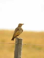 Galerida magnirostris sedentaria