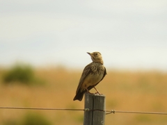 Galerida magnirostris sedentaria