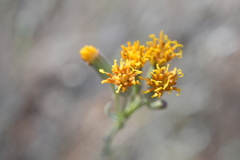 Senecio murorum