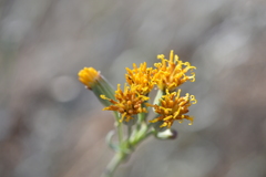 Senecio murorum