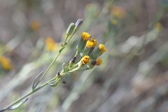 Senecio murorum