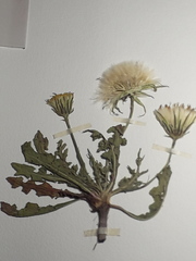 Hypochaeris pampasica