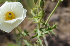 Argemone hunnemannii