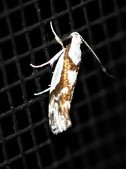 Lichenaula laniata