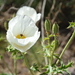 Chilean Prickly Poppy - Photo (c) danielaperezorellana, some rights reserved (CC BY-NC-ND)