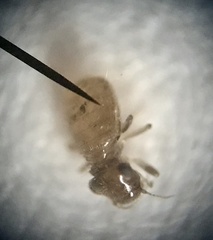 Lepinotus