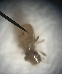 Lepinotus