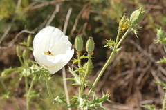 Argemone hunnemannii