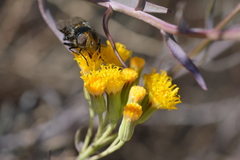 Copestylum spinigerum