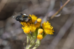 Copestylum spinigerum
