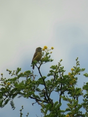 Anthoscopus minutus gigi