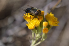 Copestylum spinigerum