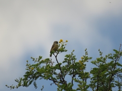 Anthoscopus minutus gigi