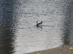 Chroicocephalus ridibundus