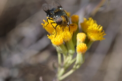 Copestylum spinigerum