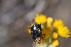 Copestylum spinigerum