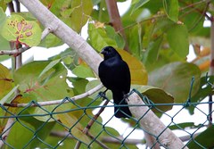 Ptiloxena atroviolacea