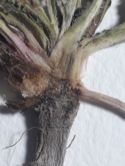 Hypochaeris pampasica
