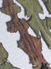Hypochaeris pampasica