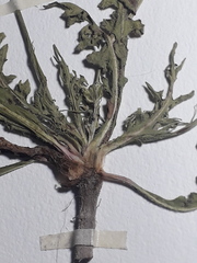 Hypochaeris pampasica