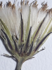 Hypochaeris pampasica