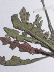 Hypochaeris pampasica