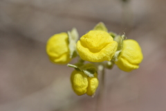 Calceolaria polifolia